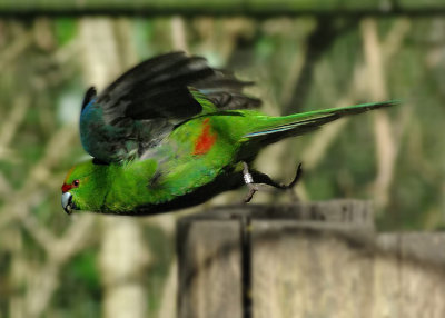Red-crowned Parakeet takes off.jpg