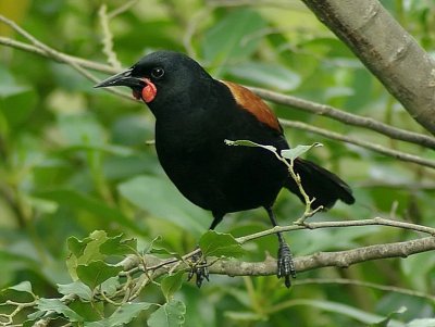 Saddleback 3.jpg