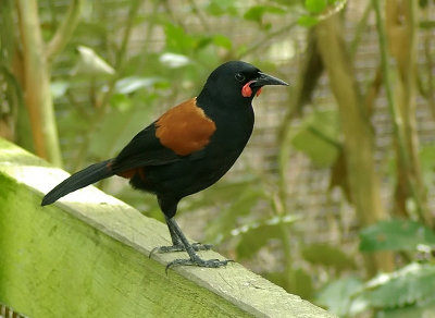 Saddleback 4.jpg