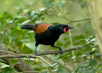 Saddleback 5.jpg
