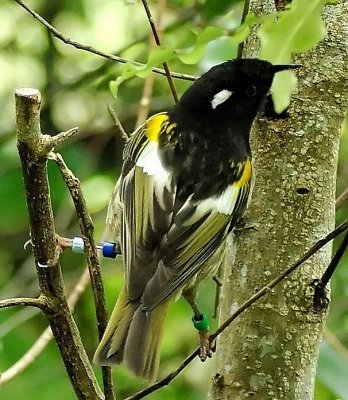 Stitchbird in Wellington.