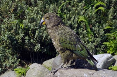 Kea profile.jpg