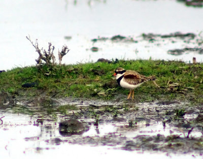 Black-fronted Dotterel 2.jpg