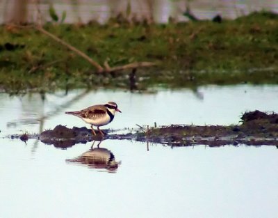 Black-fronted Dotterel.jpg