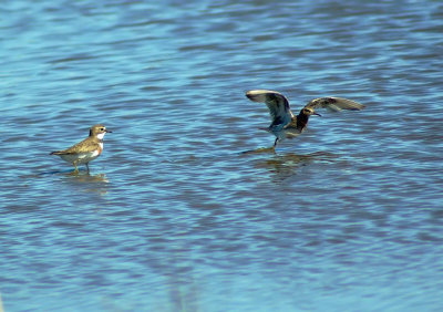 Banded Dotterel & Pectoral Sandpiper.jpg