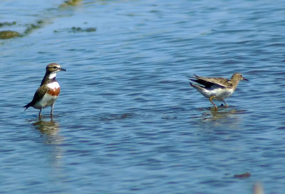 Banded Dotterel & Pectoral Sandpiper 2.jpg