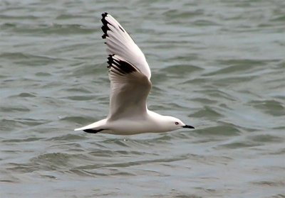 Black Billed Gull flight.jpg