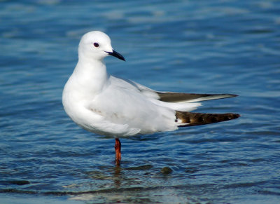 Black Billed Gull 2.jpg
