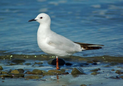 Black Billed Gull.jpg