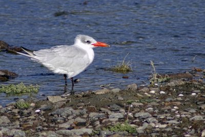 Caspian Tern McCormacks Bay.jpg