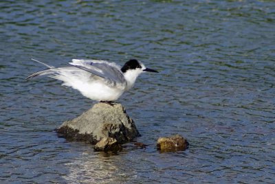 White-fronted Tern McCormacks Bay.jpg
