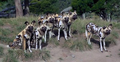 Wild Dog patterns.jpg