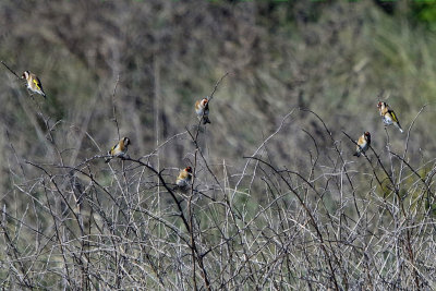 Goldfinches in autumn.jpg