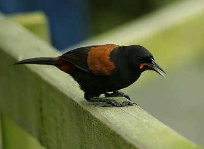 Female North Island Saddleback.jpg