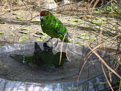 Red crowneds bath time.jpg