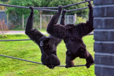2 Siamangs & infant.jpg