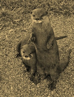 Otters in sepia.jpg