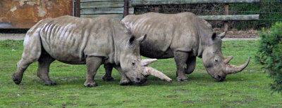 Rhino shuffle.jpg