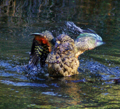 Kea's winter bath.jpg