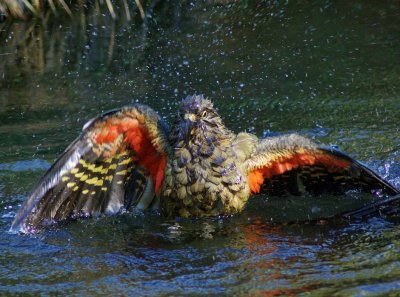 Kea bath time 2.jpg