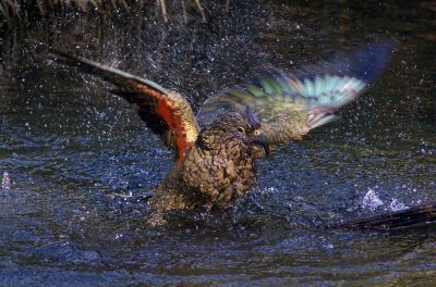 Kea bath time 3.jpg