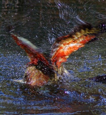 Kea splash rear view.jpg