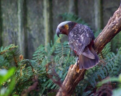 South Island Kaka.jpg