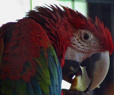 Green Winged Macaw.jpg