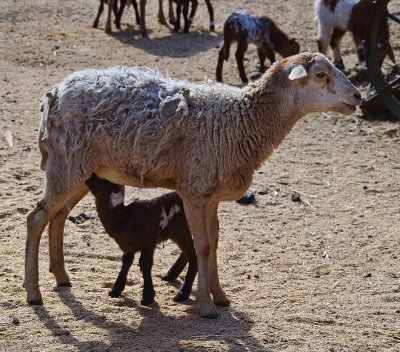 Damara sheep  lamb.jpg