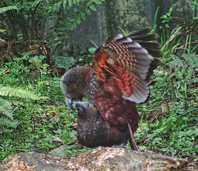 Kakas mating.jpg