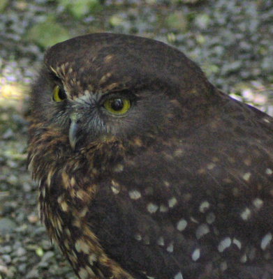 Morepork 2.jpg