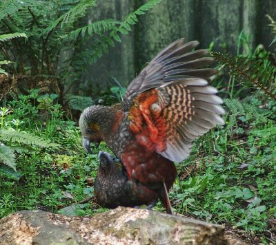 Kakas mating 2.jpg