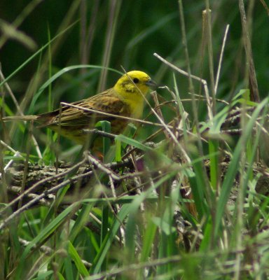 Yellowhammer.jpg