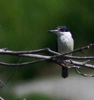 NZ Kingfisher 1.jpg