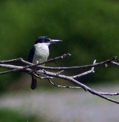 NZ Kingfisher 2.jpg
