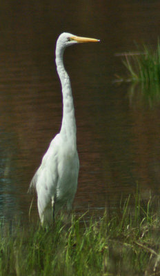 White Heron Waikuku 2.jpg