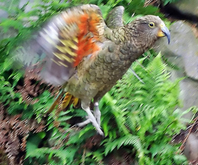 Kea wing motion.jpg
