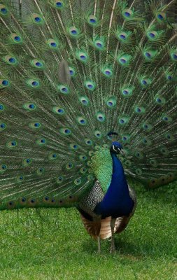 Peacock colour.jpg