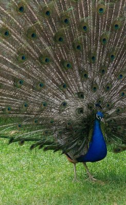 Peacock shimmering.jpg