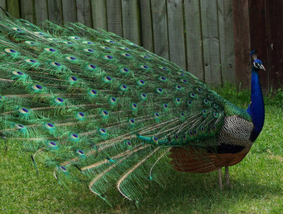 Peacock lowering.jpg