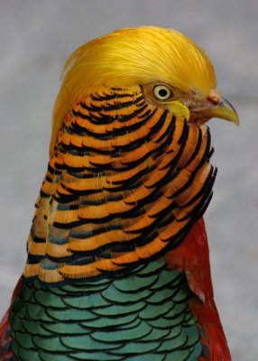 Golden  Pheasant 2.jpg