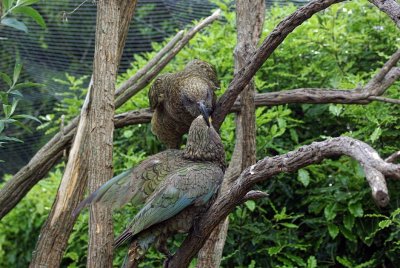 Kea feeding chick.jpg