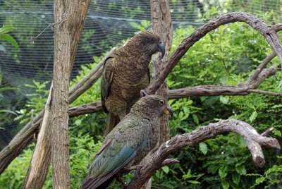 Kea with chick in foreground.jpg