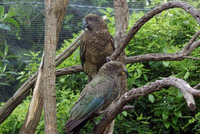Kea with chick in foreground 2.jpg