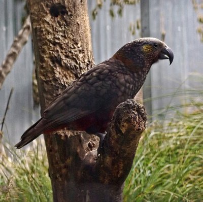 Kaka ready for take-off.jpg