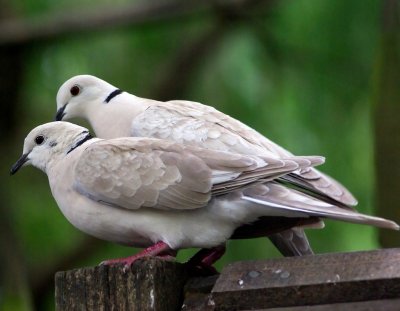 Barbary Doves.jpg