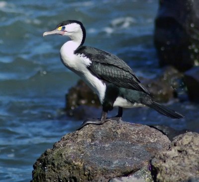 Pied Shag.jpg