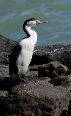 Pied Shag 2.jpg