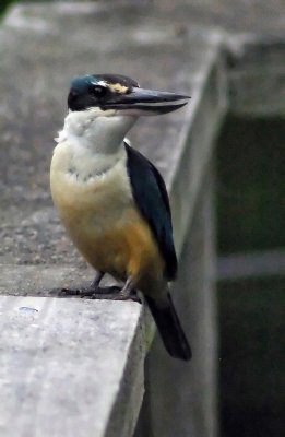 Kingfisher.jpg