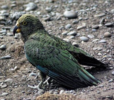 New season Kea Youngster.jpg